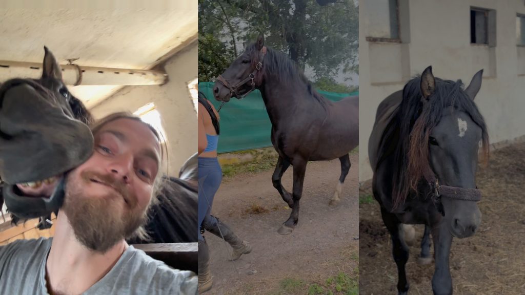 Nový kůň